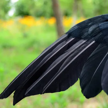 Helovinas prop plunksnos Varna paukščių didelis 25x40cm skleisti sparnus Juoda Varna žaislo modelis, zaislu,Veiklos prop